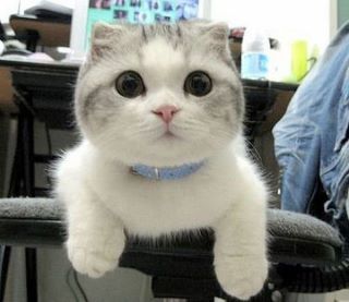 Detail Kucing Scottish Fold Munchkin Nomer 22
