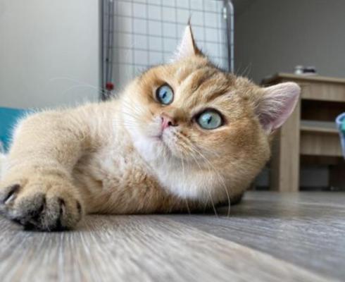 Detail Kucing Scottish Fold Munchkin Nomer 23