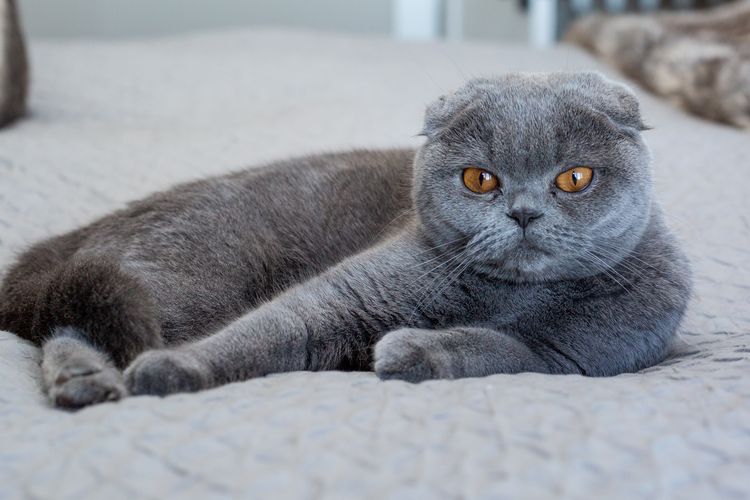 Detail Kucing Scottish Fold Munchkin Nomer 24
