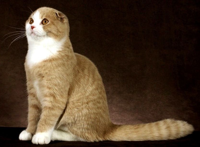 Detail Kucing Scottish Fold Munchkin Nomer 25