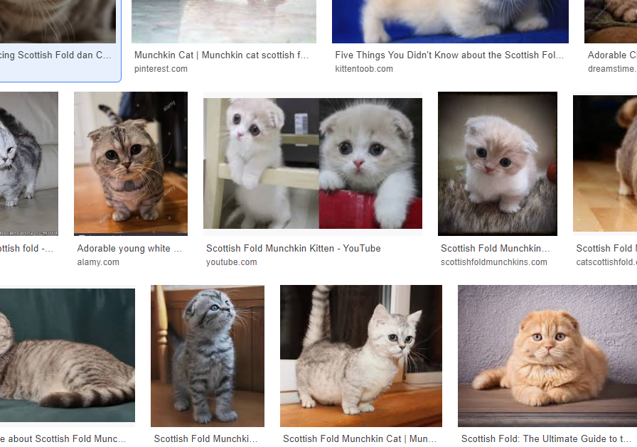 Detail Kucing Scottish Fold Munchkin Nomer 31