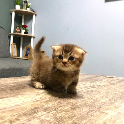 Detail Kucing Scottish Fold Munchkin Nomer 32