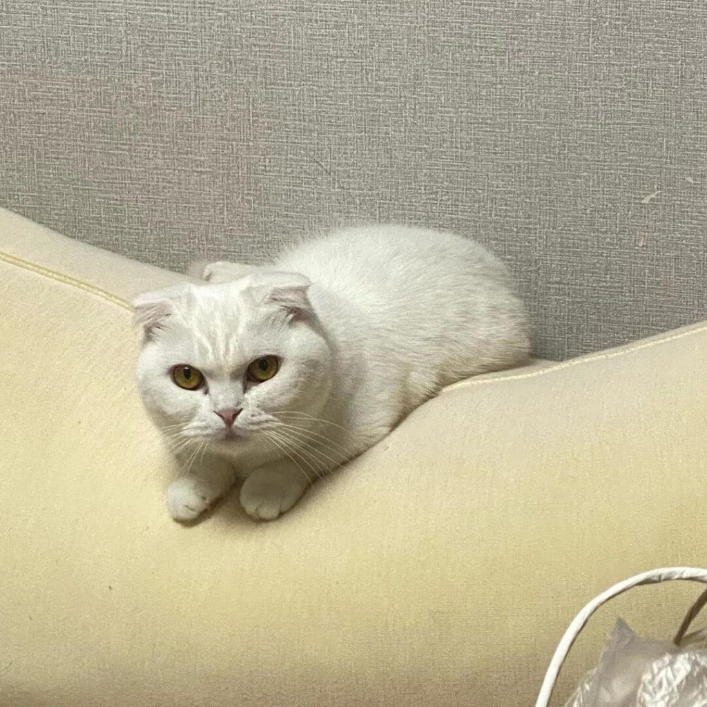Detail Kucing Scottish Fold Munchkin Nomer 33