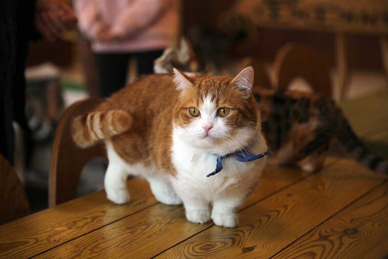 Detail Kucing Scottish Fold Munchkin Nomer 34
