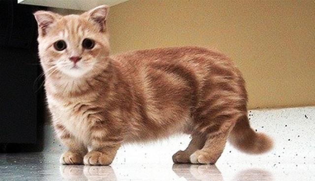 Detail Kucing Scottish Fold Munchkin Nomer 4