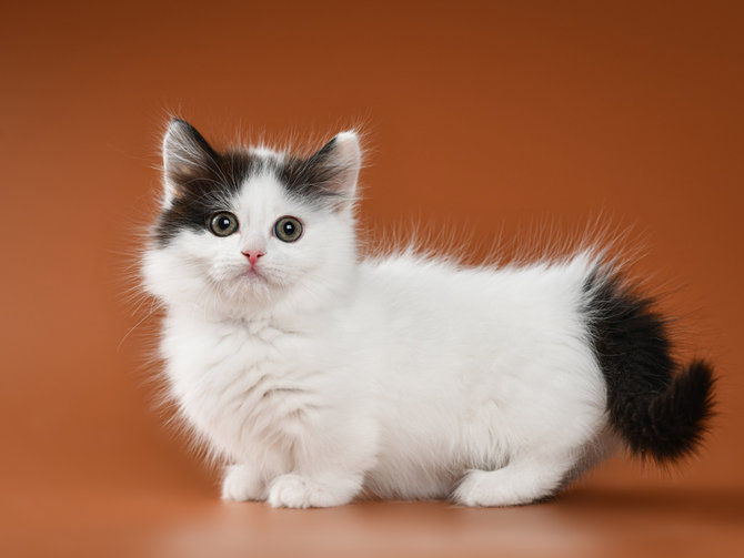 Detail Kucing Scottish Fold Munchkin Nomer 36