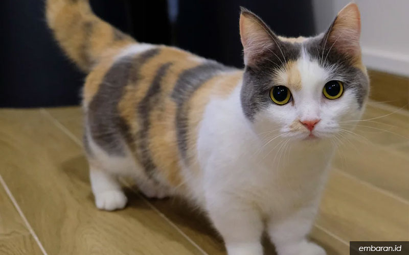 Detail Kucing Scottish Fold Munchkin Nomer 37