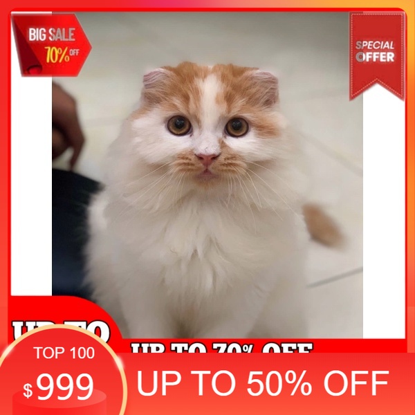 Detail Kucing Scottish Fold Munchkin Nomer 38