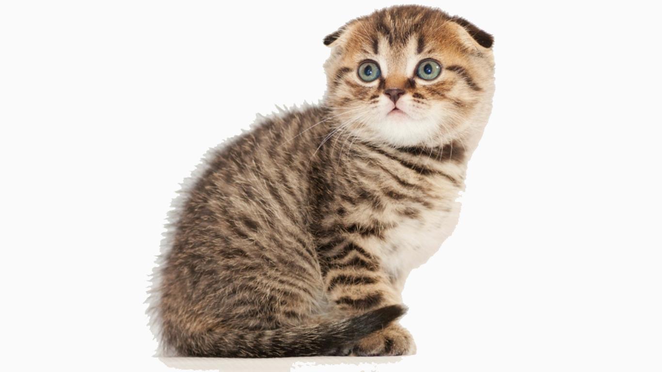 Detail Kucing Scottish Fold Munchkin Nomer 40