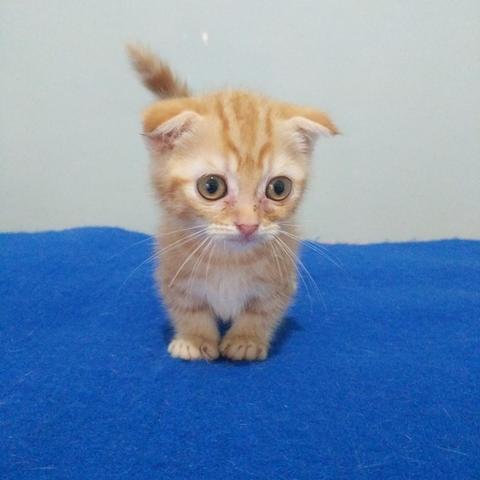 Detail Kucing Scottish Fold Munchkin Nomer 41