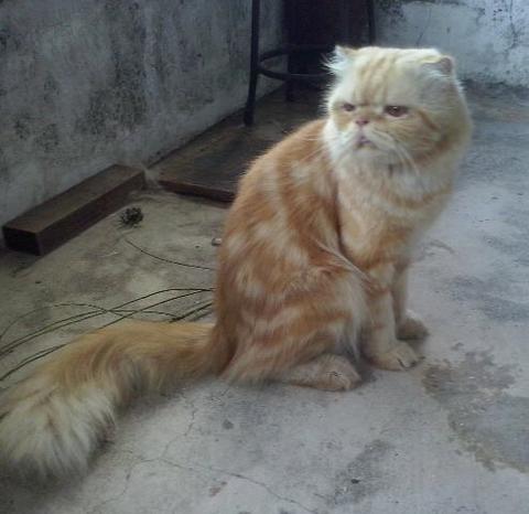Detail Kucing Scottish Fold Munchkin Nomer 43