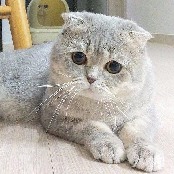 Detail Kucing Scottish Fold Munchkin Nomer 5