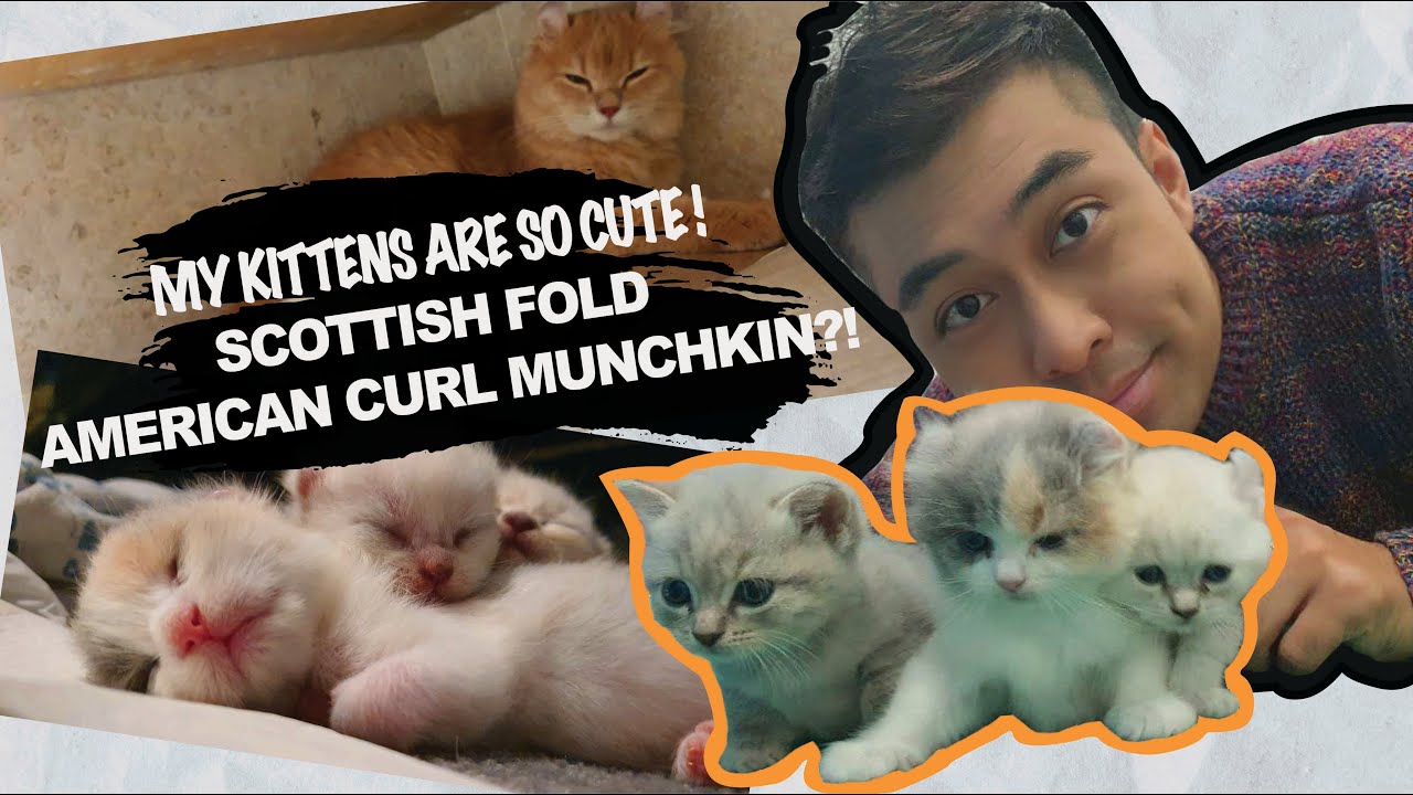 Detail Kucing Scottish Fold Munchkin Nomer 45