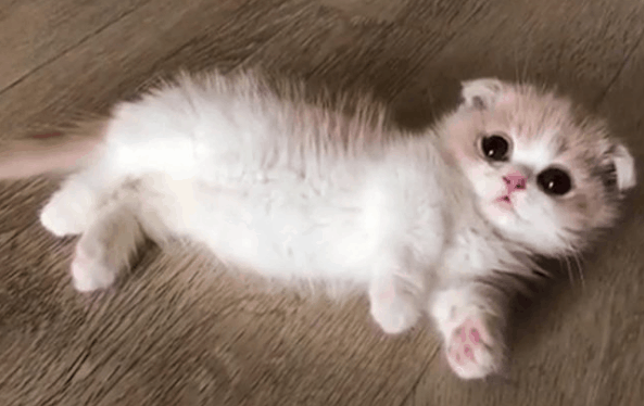 Detail Kucing Scottish Fold Munchkin Nomer 46