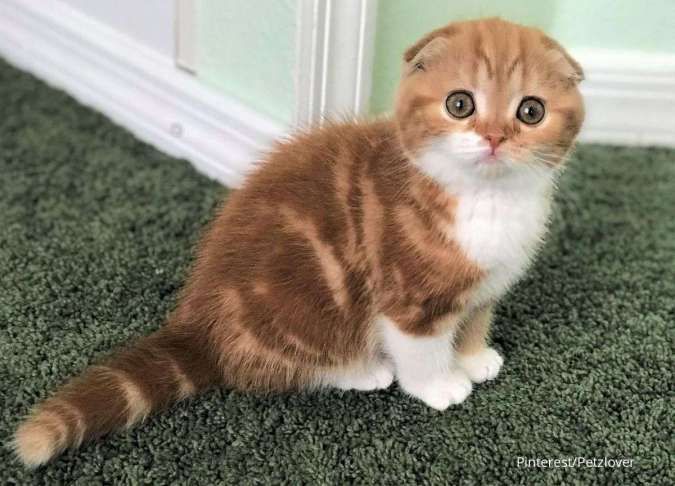 Detail Kucing Scottish Fold Munchkin Nomer 47