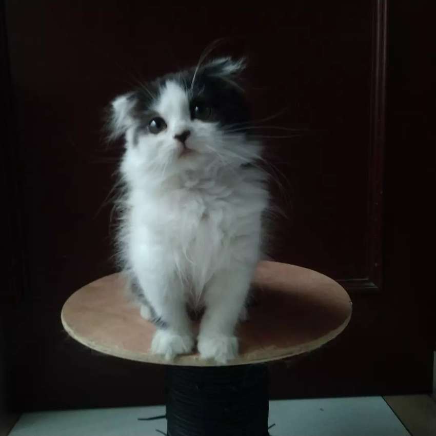 Detail Kucing Scottish Fold Munchkin Nomer 48