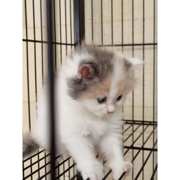 Detail Kucing Scottish Fold Munchkin Nomer 49