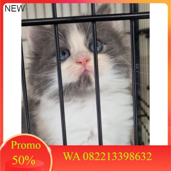 Detail Kucing Scottish Fold Munchkin Nomer 50