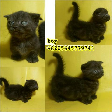 Detail Kucing Scottish Fold Munchkin Nomer 51