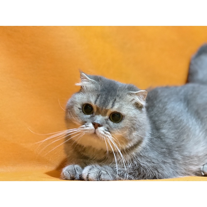 Detail Kucing Scottish Fold Munchkin Nomer 52