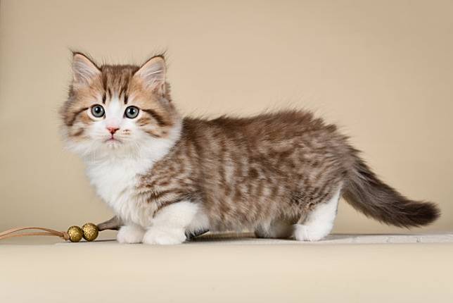 Detail Kucing Scottish Fold Munchkin Nomer 53