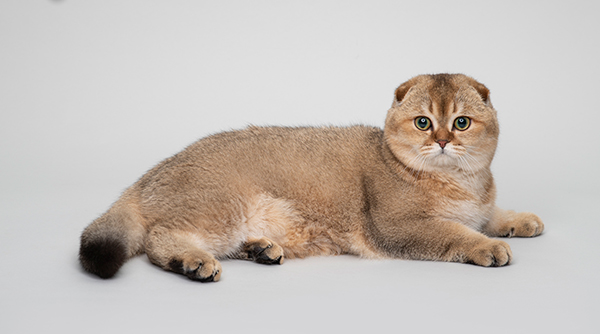 Detail Kucing Scottish Fold Munchkin Nomer 6