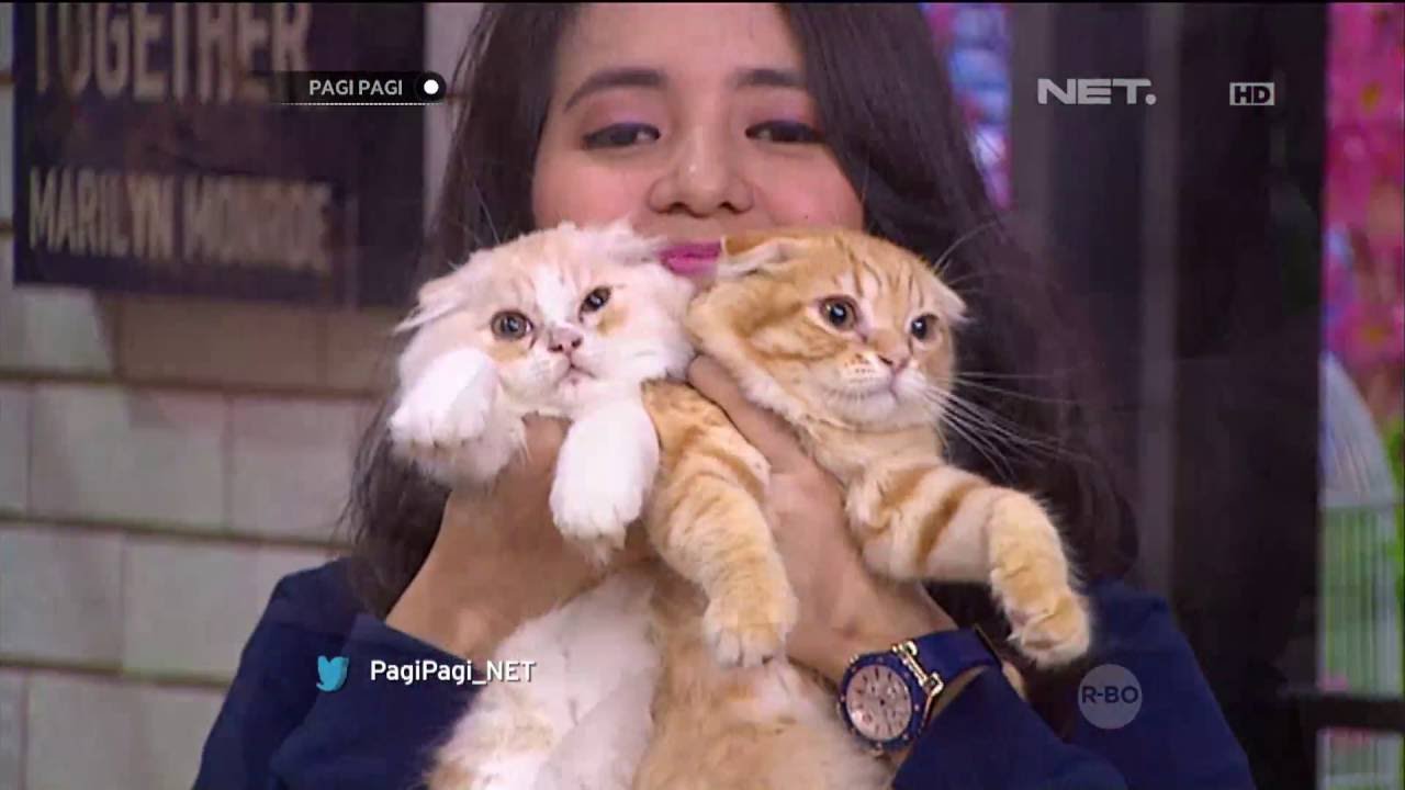 Detail Kucing Scottish Fold Munchkin Nomer 7