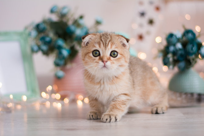 Detail Kucing Scottish Fold Munchkin Nomer 8