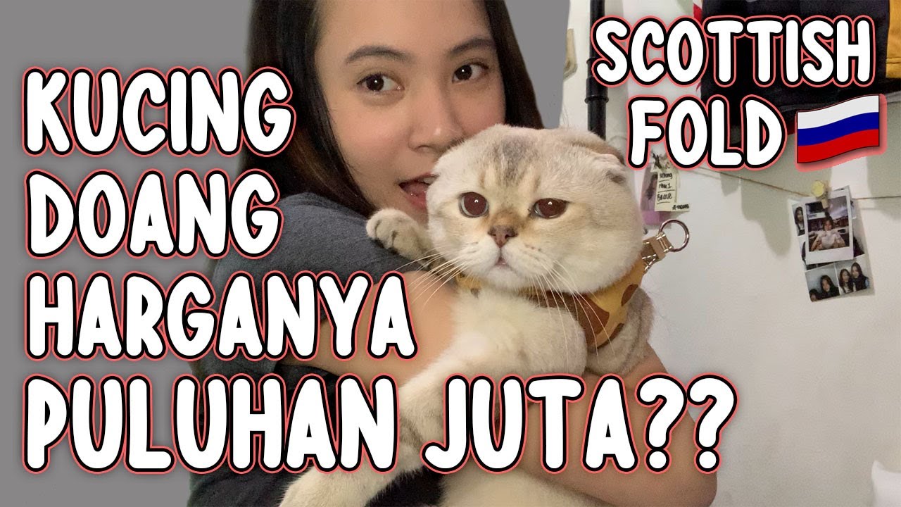 Detail Kucing Scottish Fold Munchkin Nomer 9