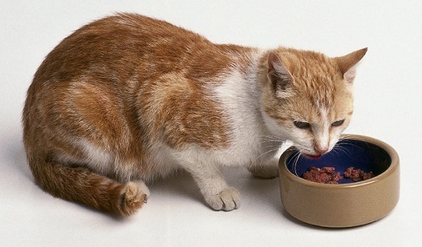 Detail Kucing Sedang Makan Ikan Nomer 10