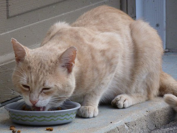 Detail Kucing Sedang Makan Ikan Nomer 48