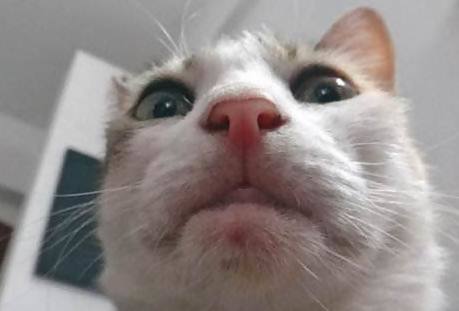 Detail Kucing Selfie Lucu Nomer 10