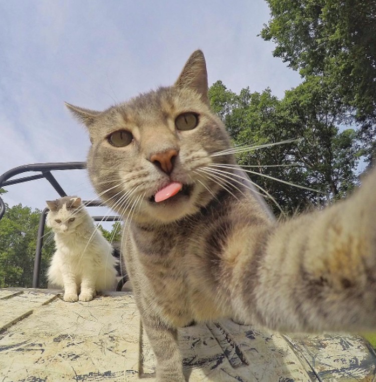 Detail Kucing Selfie Lucu Nomer 13