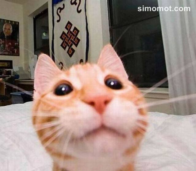 Detail Kucing Selfie Lucu Nomer 20