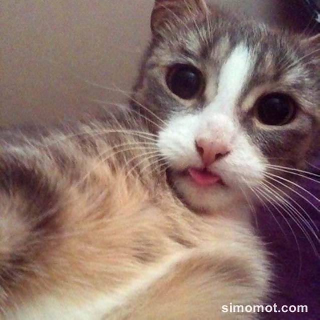 Detail Kucing Selfie Lucu Nomer 24