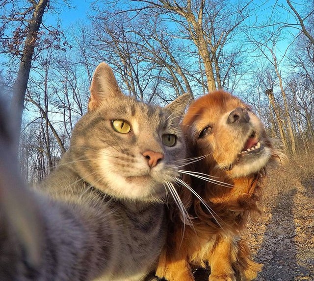 Detail Kucing Selfie Lucu Nomer 28