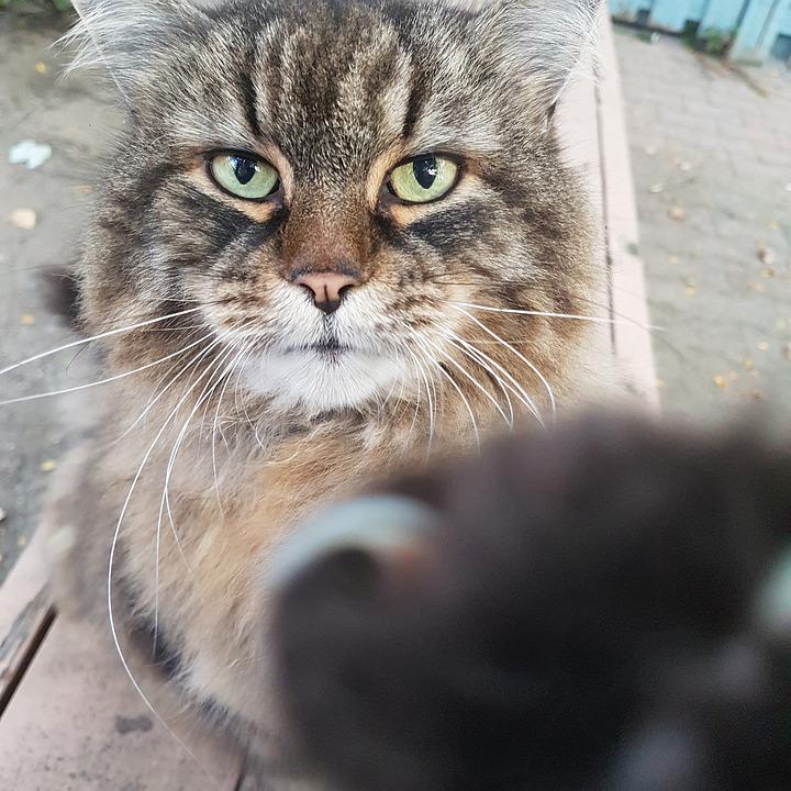 Detail Kucing Selfie Lucu Nomer 29