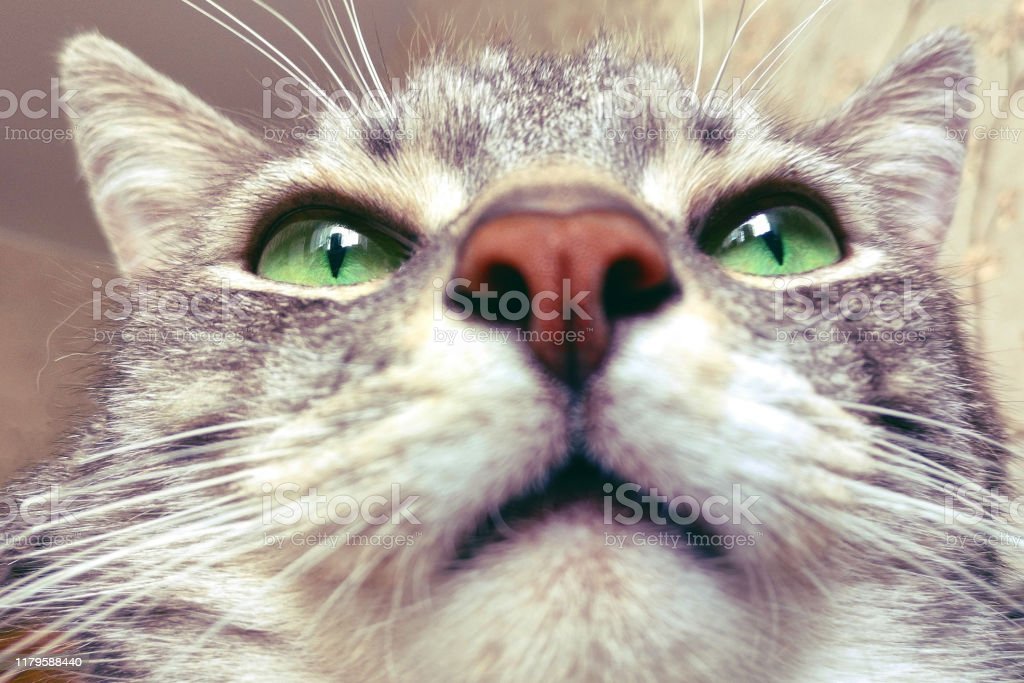 Detail Kucing Selfie Lucu Nomer 34