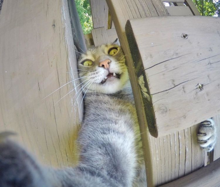 Detail Kucing Selfie Lucu Nomer 43