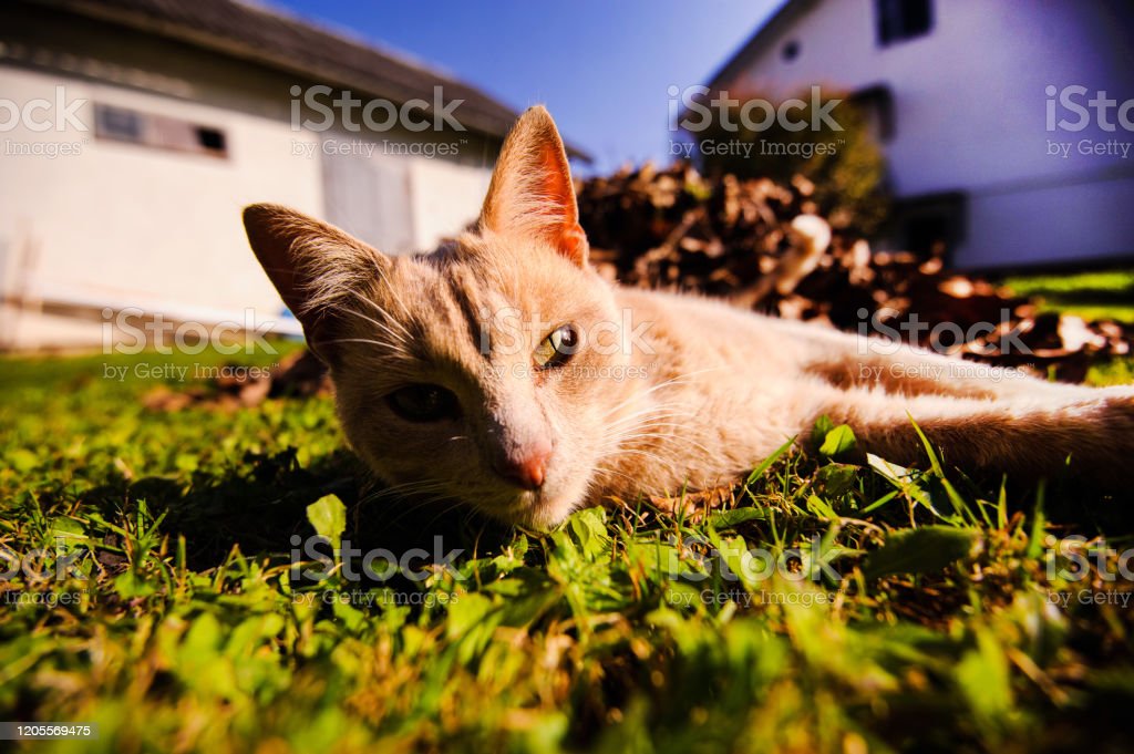 Detail Kucing Selfie Lucu Nomer 44