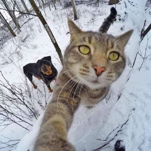 Detail Kucing Selfie Lucu Nomer 53