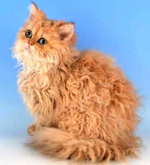 Kucing Selkirk Rex - 55+ Koleksi Gambar