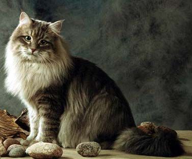 Detail Kucing Siberian Forest Cat Nomer 31