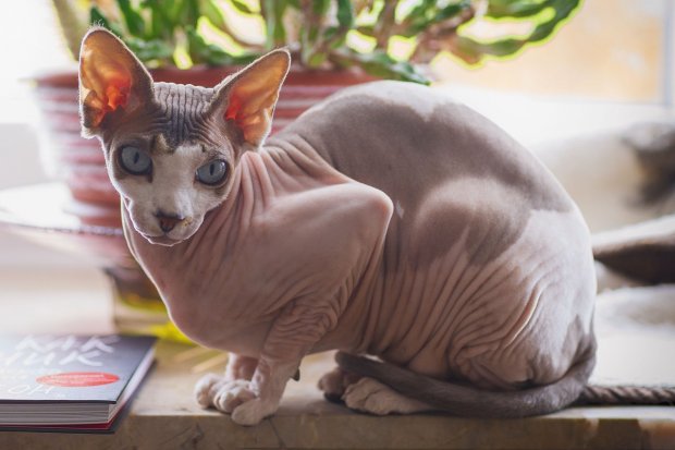 Detail Kucing Sphynx Kitten Nomer 14