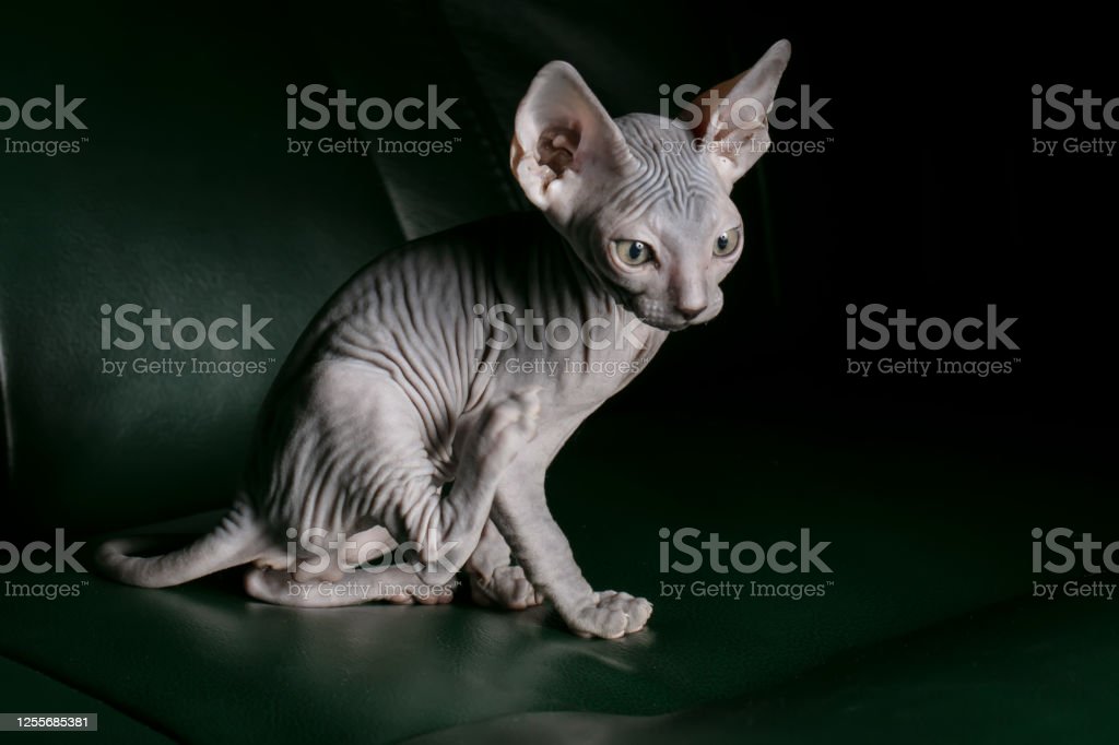 Detail Kucing Sphynx Kitten Nomer 16