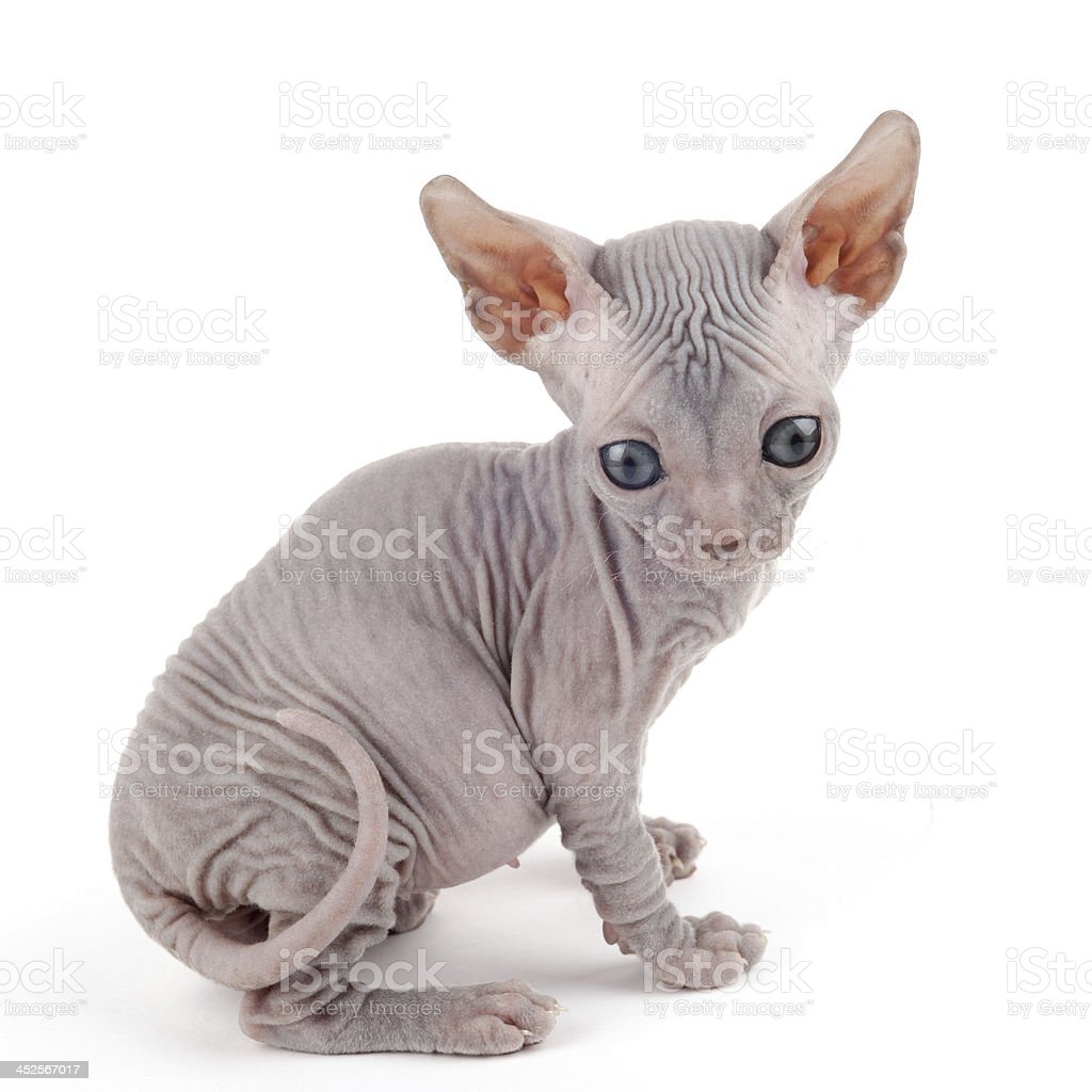 Detail Kucing Sphynx Kitten Nomer 2