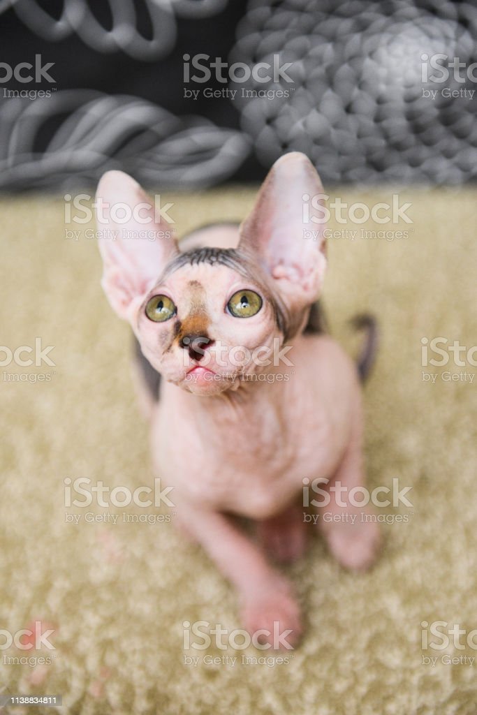 Detail Kucing Sphynx Kitten Nomer 19