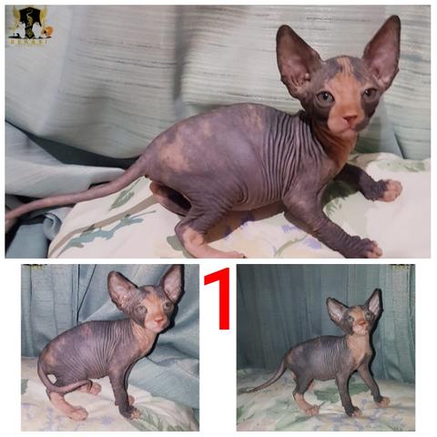 Detail Kucing Sphynx Kitten Nomer 31