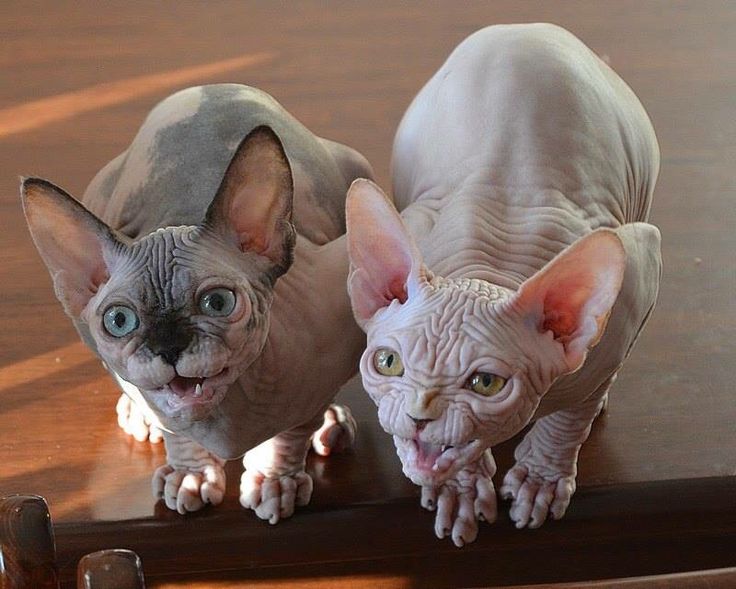 Detail Kucing Sphynx Kitten Nomer 33