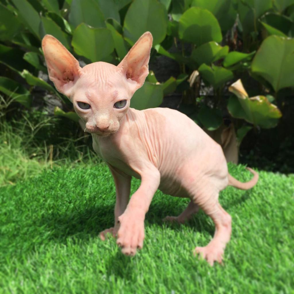 Detail Kucing Sphynx Kitten Nomer 37